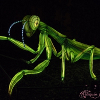 event_light_nights_magic_forest_2022_039