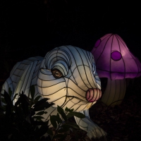 event_light_nights_magic_forest_2022_062